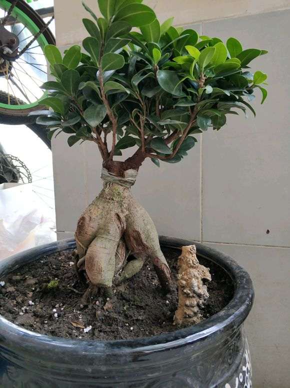 为什么榕树下山桩黄叶掉叶 图片