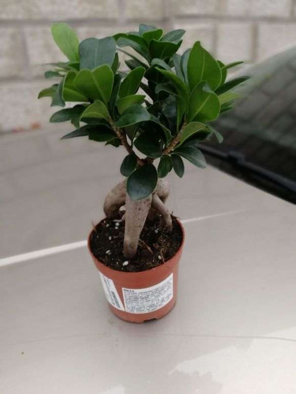 为什么榕树下山桩黄叶掉叶 图片