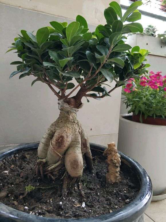 为什么榕树下山桩黄叶掉叶 图片