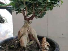 为什么榕树下山桩黄叶掉叶 图片