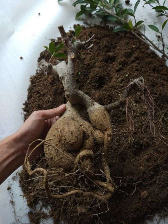 榕树下山桩怎么截短留枝的方法 图片