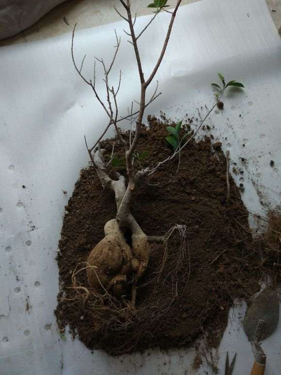 榕树下山桩怎么截短留枝的方法 图片