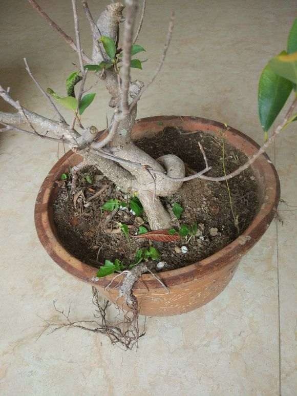 榕树下山桩怎么截短留枝的方法 图片