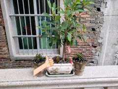 榕树下山桩怎么截短留枝的方法 图片