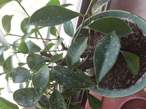 盆栽榕树下山桩叶子上有这种斑点 怎么办