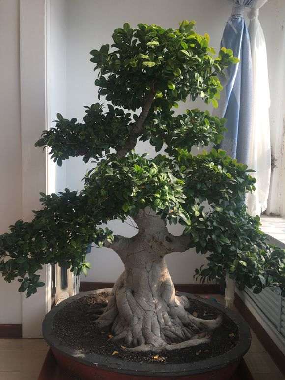 榕树下山桩怎么换土 还有叶子黄 怎么办