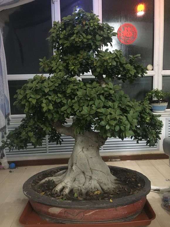 榕树下山桩怎么换土 还有叶子黄 怎么办