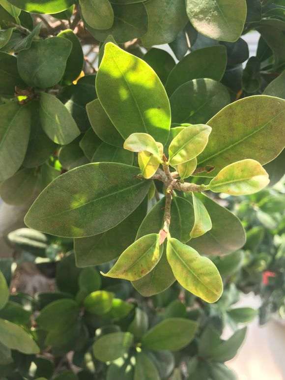 榕树下山桩什么时候修剪最好 图片