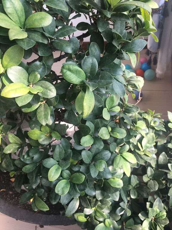 榕树下山桩什么时候修剪最好 图片