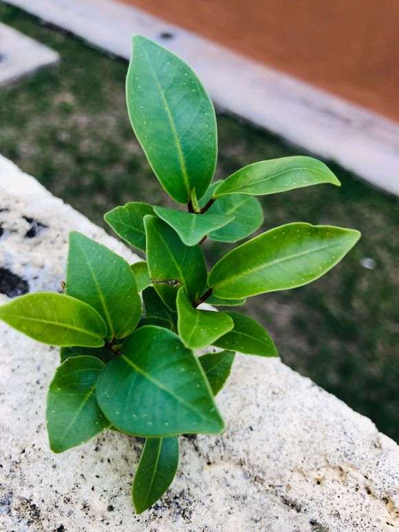 这是不是榕树下山桩 做个小盆栽 图片