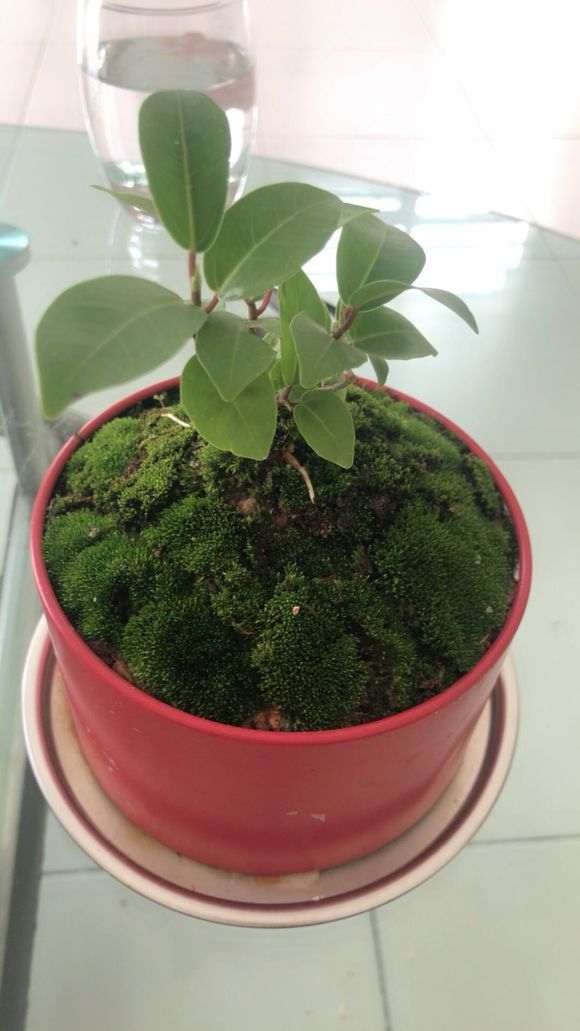 这是不是榕树下山桩 做个小盆栽 图片