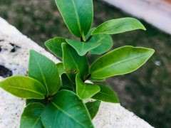 这是不是榕树下山桩 做个小盆栽 图片