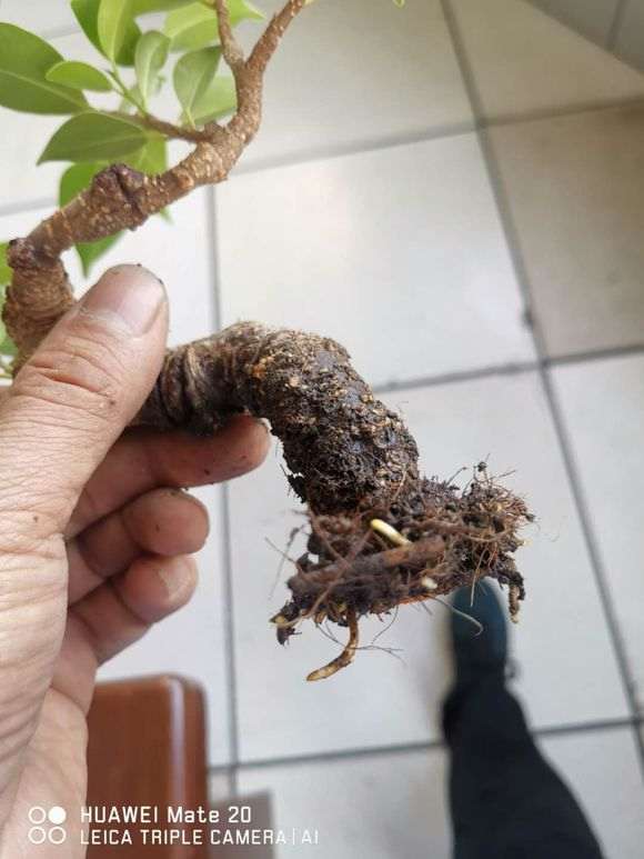 榕树下山桩一个月时间就高压成功 图片