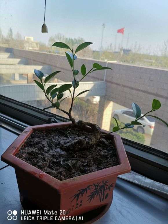 榕树下山桩一个月时间就高压成功 图片