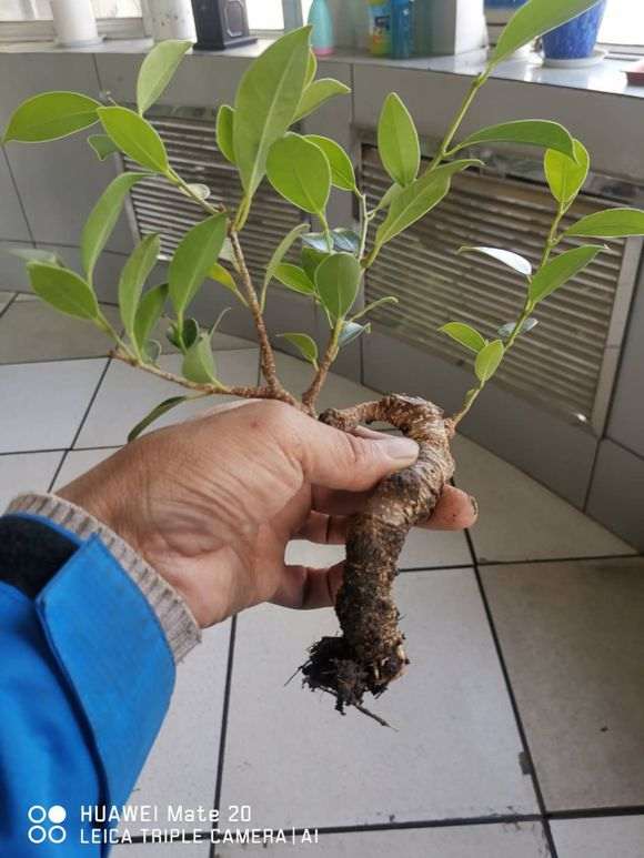 榕树下山桩一个月时间就高压成功 图片