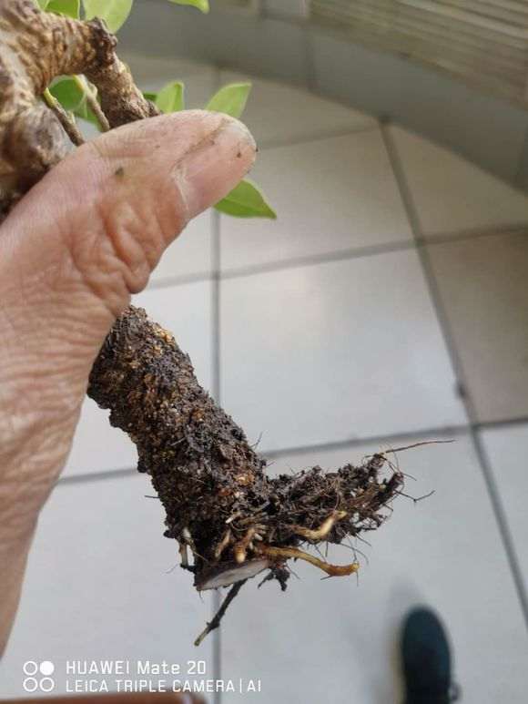 榕树下山桩一个月时间就高压成功 图片