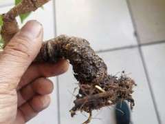 榕树下山桩一个月时间就高压成功 图片