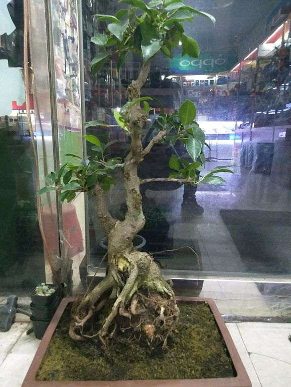 帮忙看看 这不上班台湾榕树下山桩 图片