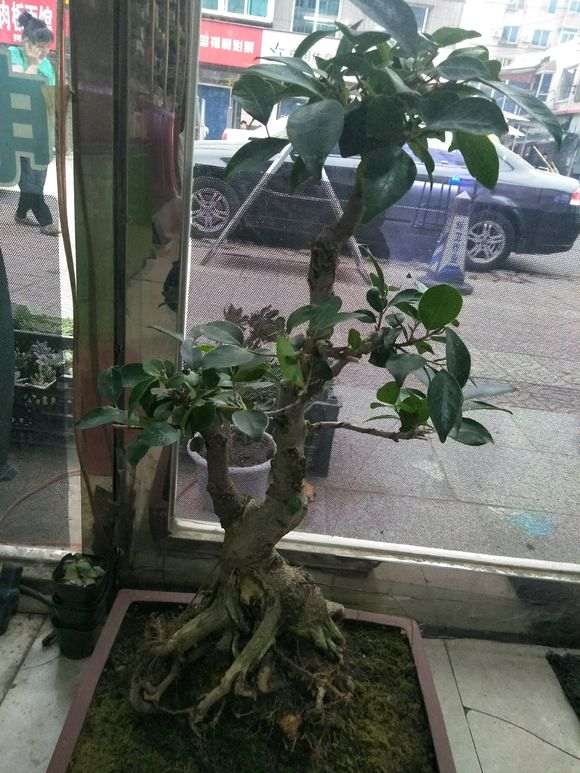 帮忙看看 这不上班台湾榕树下山桩 图片