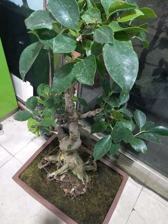 帮忙看看 这不上班台湾榕树下山桩 图片