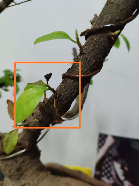 榕树下山桩发新芽后就脱落 怎么办