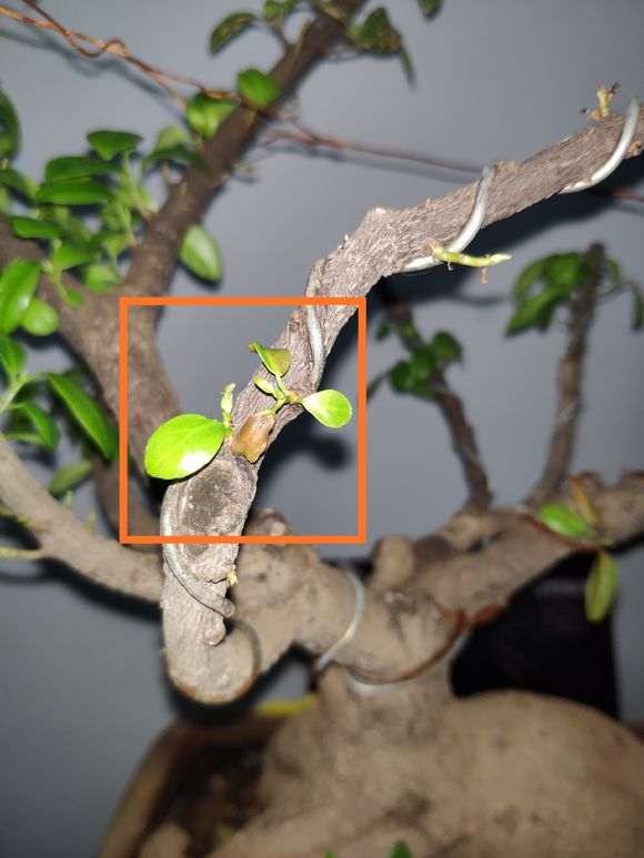 榕树下山桩这种季节能换盆吗 4-5度