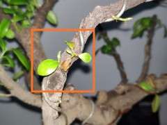 榕树下山桩这种季节能换盆吗 4-5度