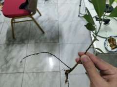 怎么在宿舍种榕树下山桩的方法 图片