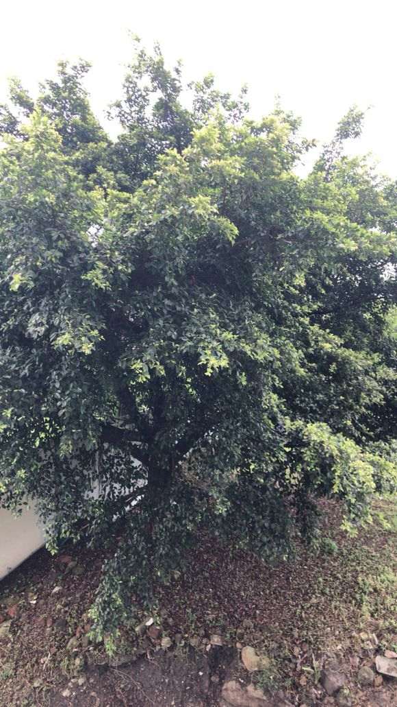 小叶榕树下山桩的树叶能挡住泥丸么 图片