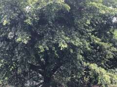 小叶榕树下山桩的树叶能挡住泥丸么 图片