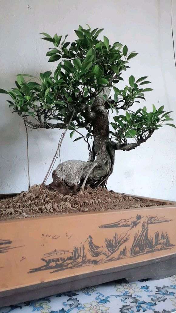 台湾虎皮榕树下山桩 300元 贵吗 图片