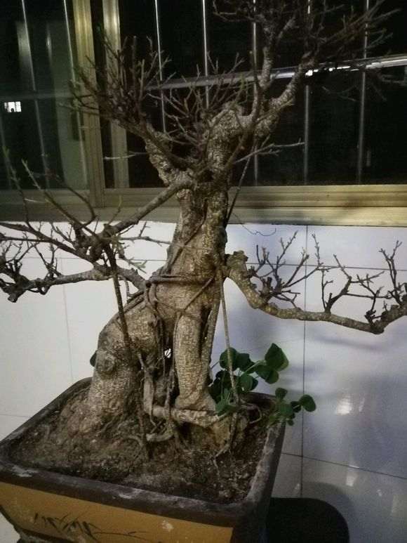 台湾虎皮榕树下山桩 300元 贵吗 图片