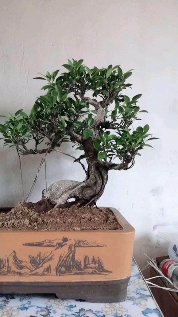 台湾虎皮榕树下山桩 300元 贵吗 图片