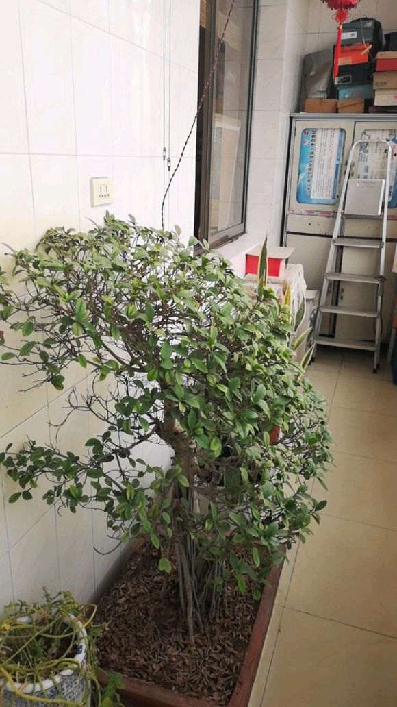 榕树下山桩十年没换土了 长的不太好 怎么办