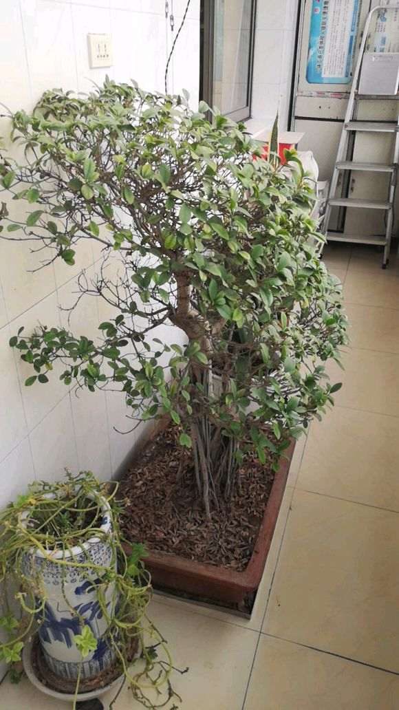 榕树下山桩十年没换土了 长的不太好 怎么办