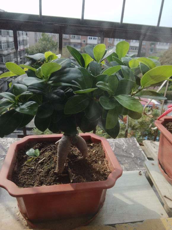 我的小榕树下山桩叶子是不是太多 图片