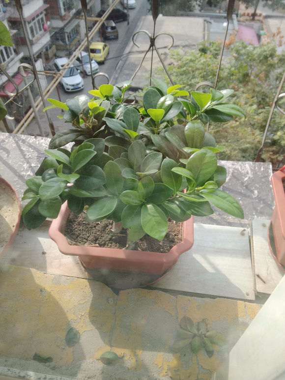 我的小榕树下山桩叶子是不是太多 图片