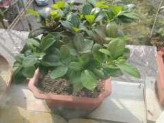 我的榕树下山桩叶子是不是太多 图片