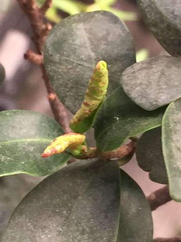 榕树下山桩的叶子卷了 怎么回事 图片