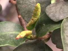 榕树下山桩的叶子卷了 怎么回事 图片