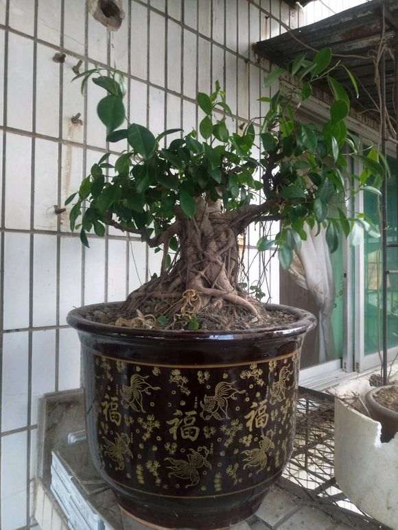 30年老桩榕树下山桩 180元 卖亏了吗