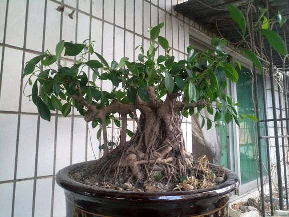 30年老桩榕树下山桩 180元 卖亏了吗