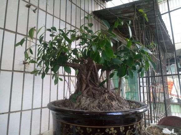 30年老桩榕树下山桩 180元 卖亏了吗