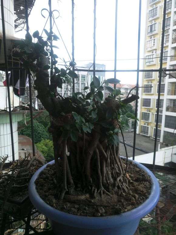 30年老桩榕树下山桩 180元 卖亏了吗