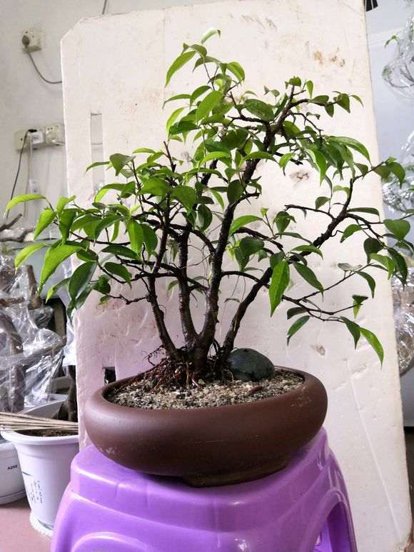 一本四杆的小榕树下山桩 怎么样 图片