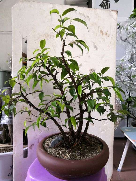 一本四杆的小榕树下山桩 怎么样 图片