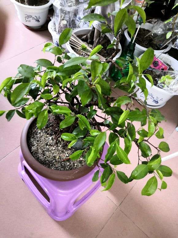 一本四杆的小榕树下山桩 怎么样 图片