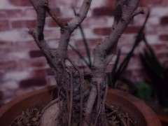 为什么榕树下山桩活下来的几率大不 图片