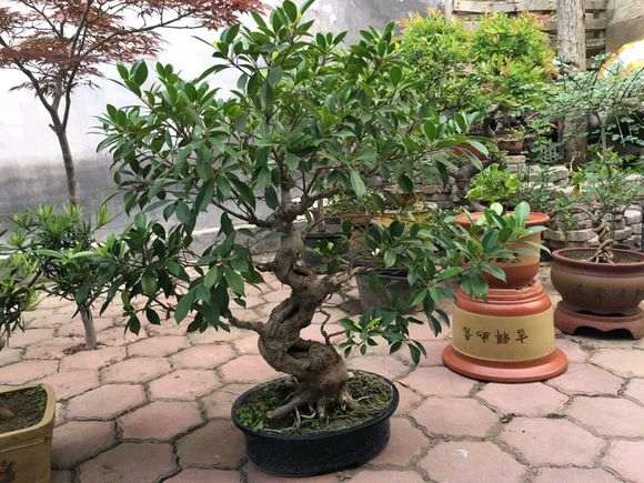 大家看看这个榕树下山桩 60元 贵吗 图片