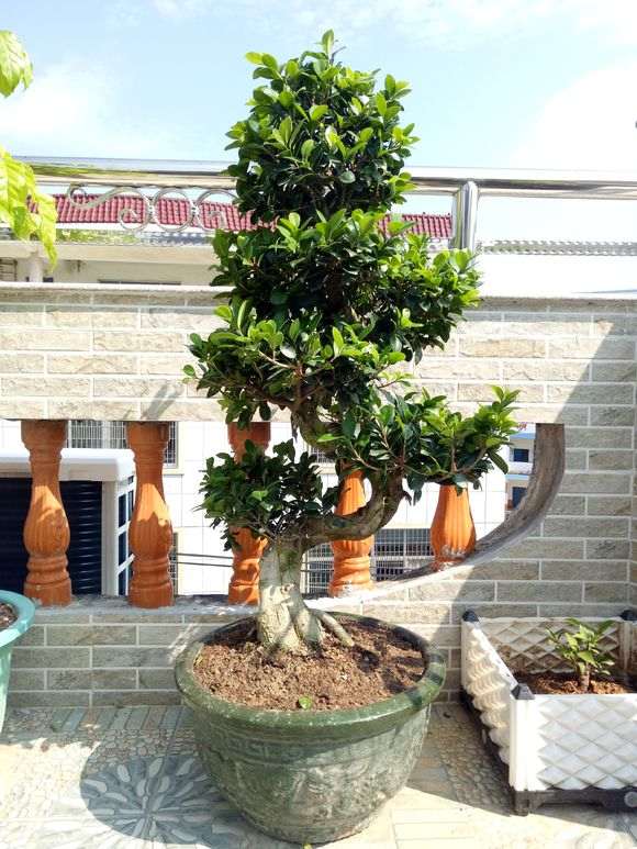 大家看看这个榕树下山桩 60元 贵吗 图片